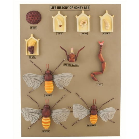 Jumbo Life Cycle of the Honey Bee Model