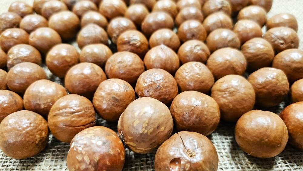 Whole Macadamia Nuts (In shell) - Fresh California grown (3 LB)