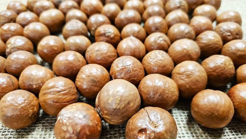 Jumbo Macadamia Nuts (In shell) - Fresh California grown (5 LB)