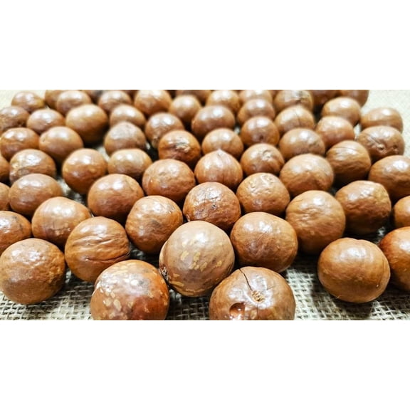 Jumbo Macadamia Nuts (In shell) - Fresh California grown (5 LB)