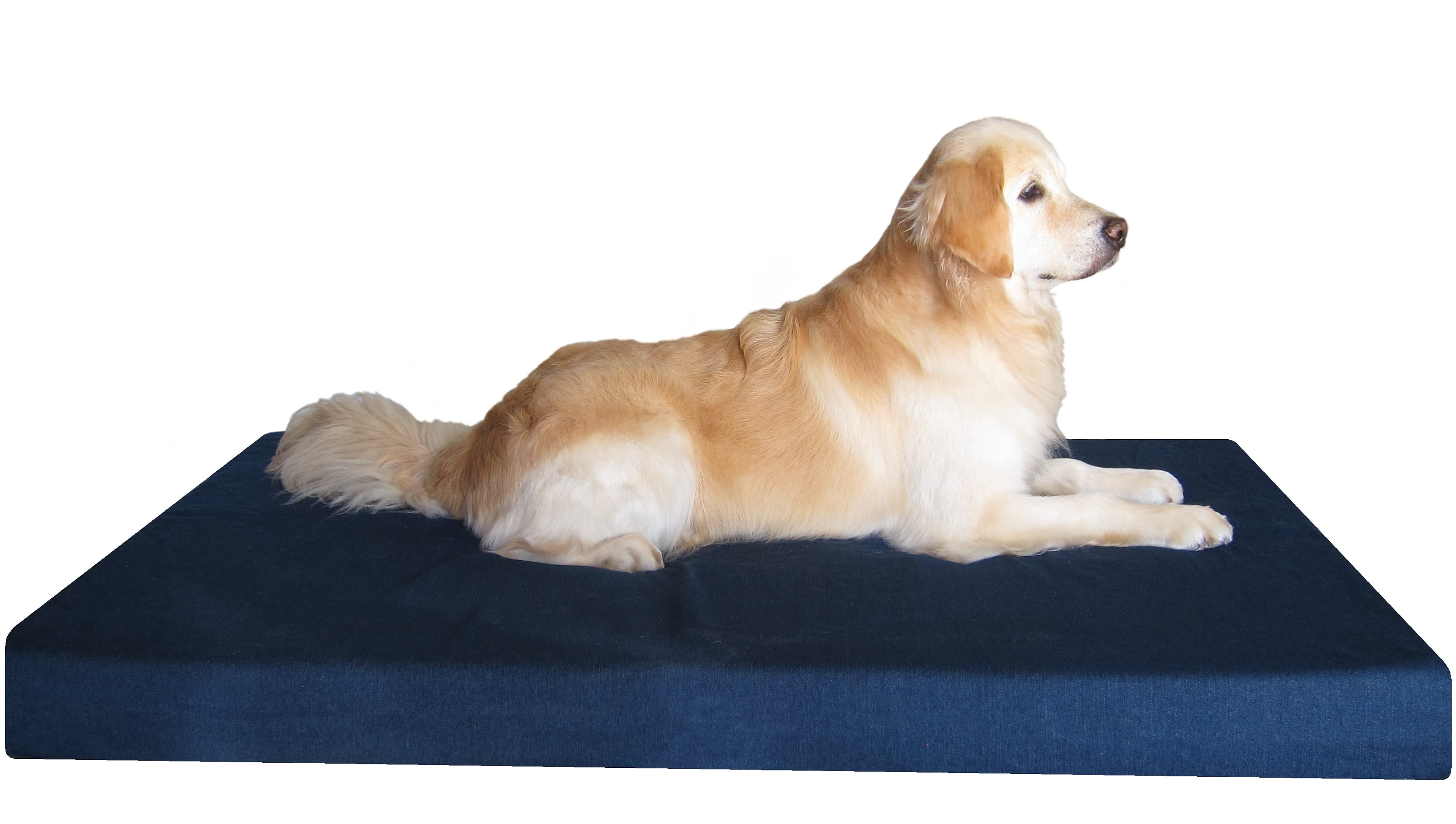 PetBed4Less Deluxe Orthopedic Memory Foam Dog Bed Pet Pad with Chew  Resistant NOT chew-Proof and Removable Zipper Cover + Free Waterproof Dog  Bed