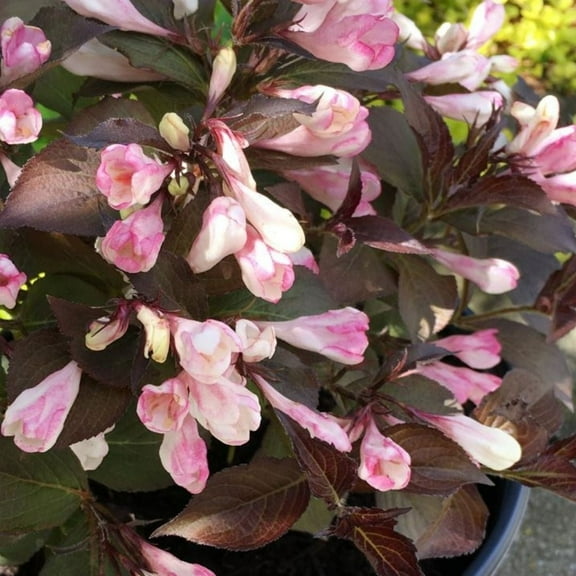 Jumbo Pint Afterglow Weigela Live Shrub, Light Pink and Cream Flowers