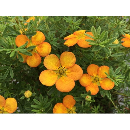 Jumbo Pint Bella Sol Potentilla Live Shrub, Rich Orange Flowers