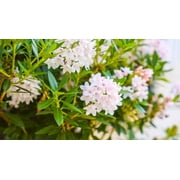 Jumbo Pint Bloombux  Blush