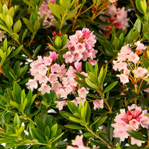 Jumbo Pint Bloombux® Magenta