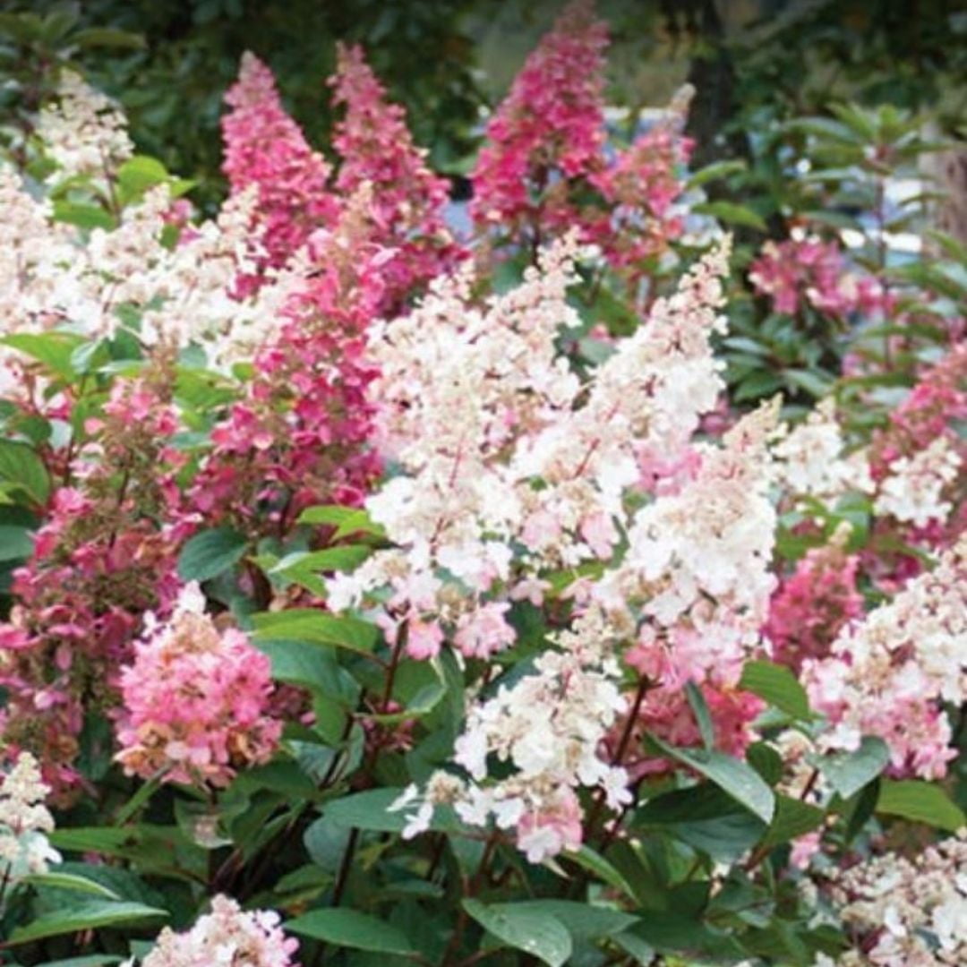 Jumbo Pint Candelabra Hardy Hydrangea (Paniculata) Live Shrub, Creamy White and Red Flowers
