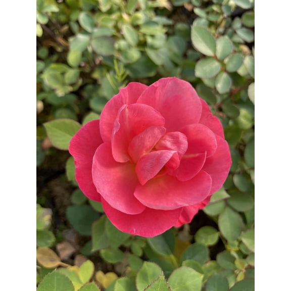 Jumbo Pint Cinnamon Hearts Rose (Rosa) Live Shrub, True Red Flowers