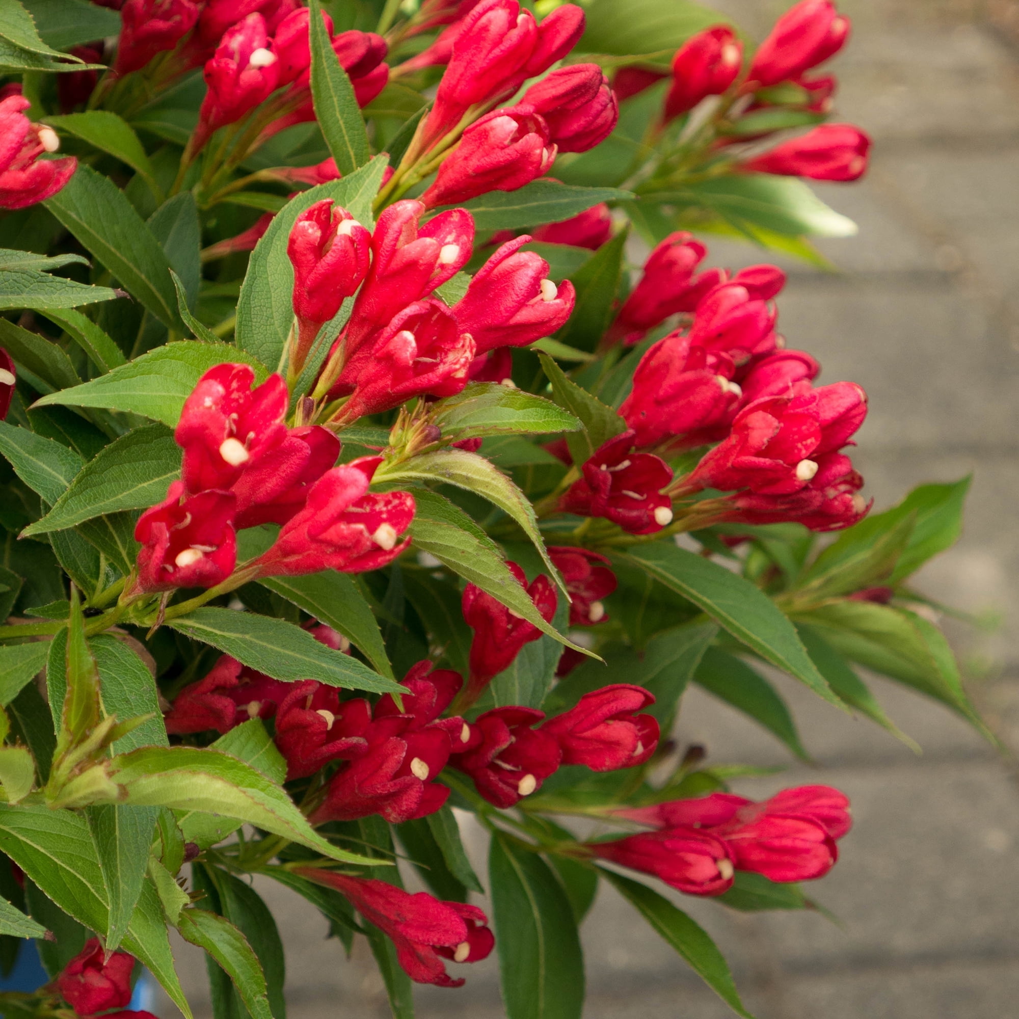 Jumbo Pint Crimson Kisses Weigela Live Shrub, Red Flowers - Walmart.com
