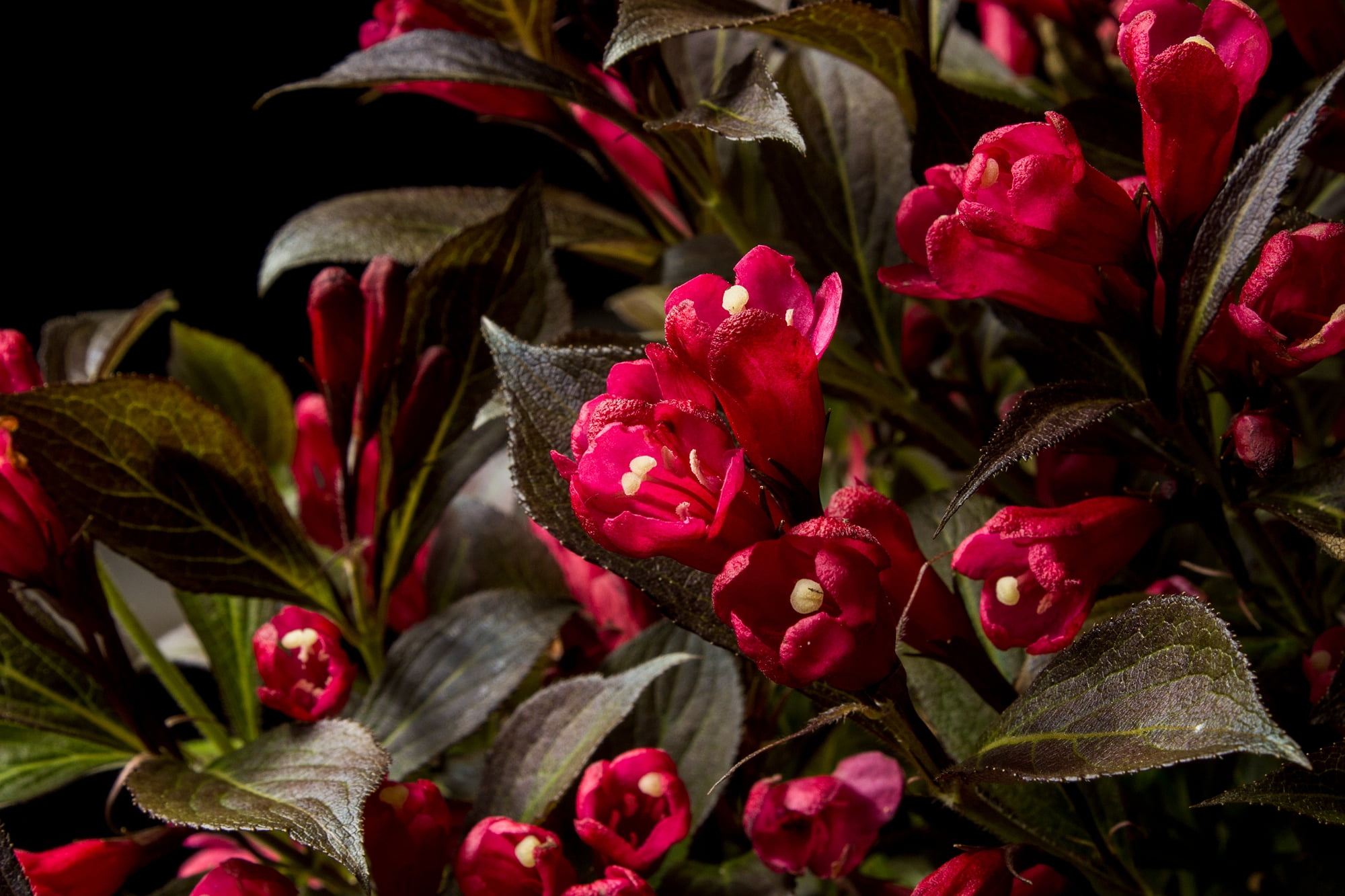 Bloomin' Easy Jumbo Pint Electric Love Weigela Live Shrub