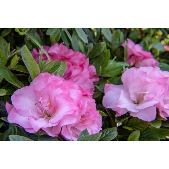Jumbo Pint Ever After Blush Reblooming Azalea