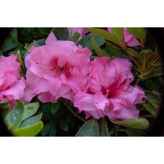 Jumbo Pint Ever After Pink Reblooming Azalea