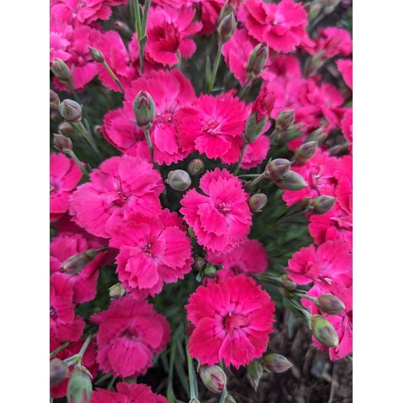 Jumbo Pint Glamour Time Carnation