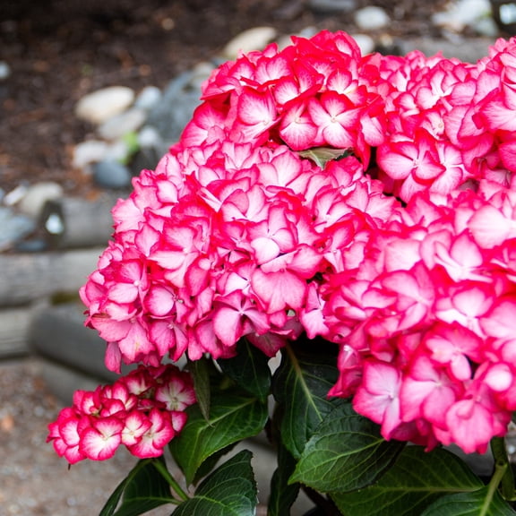 Jumbo Pint Kimono Bigleaf Hydrangea (Macrophylla) Live Shrub, Wine Red and White Flowers