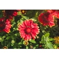 thumbnail image 1 of Jumbo Pint Low Rider™ Blanket Flower, 1 of 9
