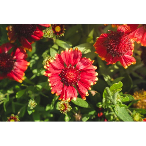 Jumbo Pint Low Rider™ Blanket Flower