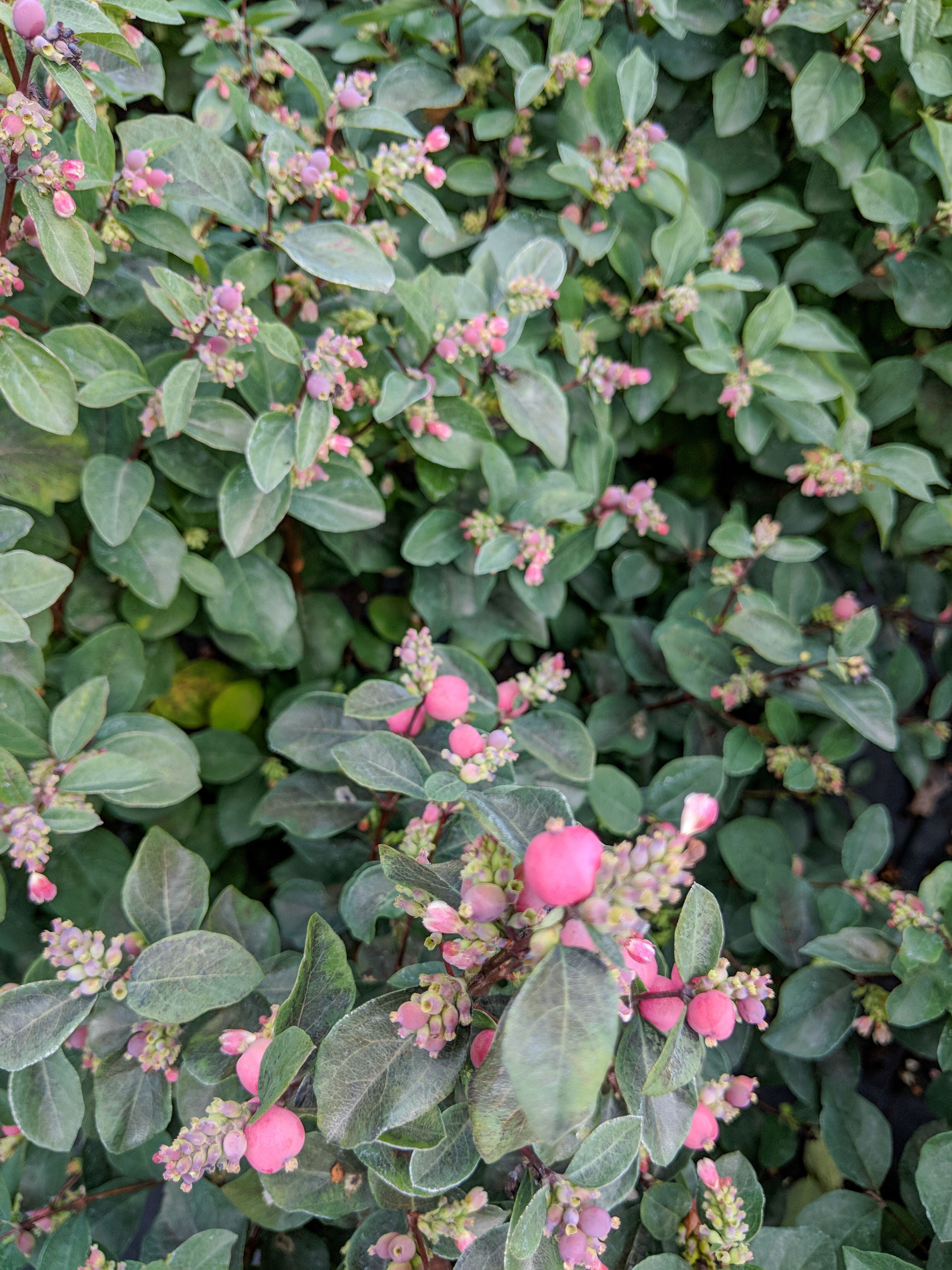 Jumbo Pint Pink Posy Snowberry - Walmart.com