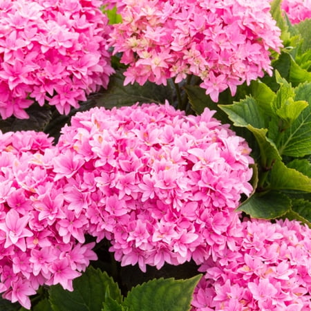Jumbo Pint Starfield Bigleaf Hydrangea (Macrophylla) Live Shrub, Pink Flowers