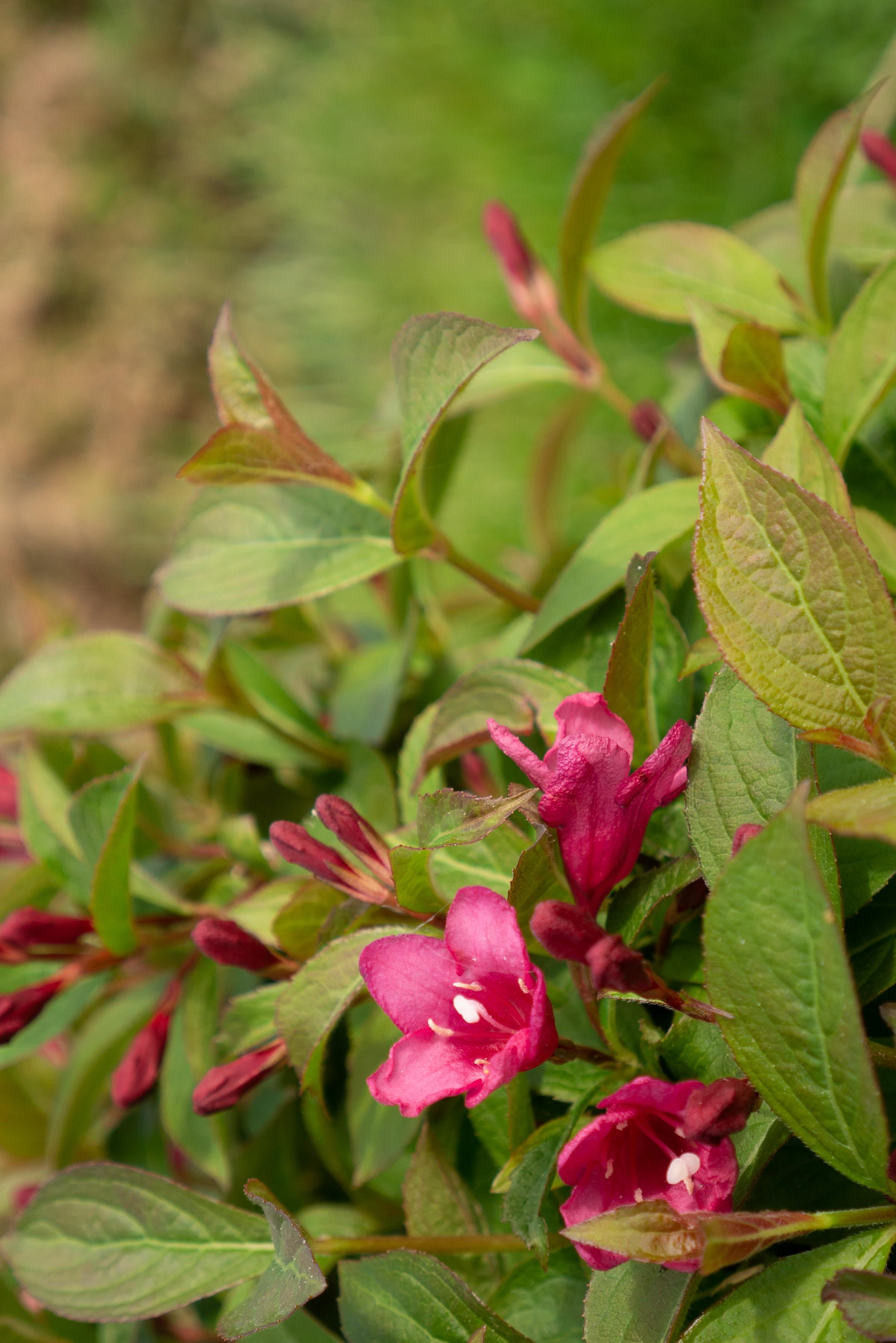 Jumbo Pint Strobe Weigela Live Shrub, Bright Pink Flowers