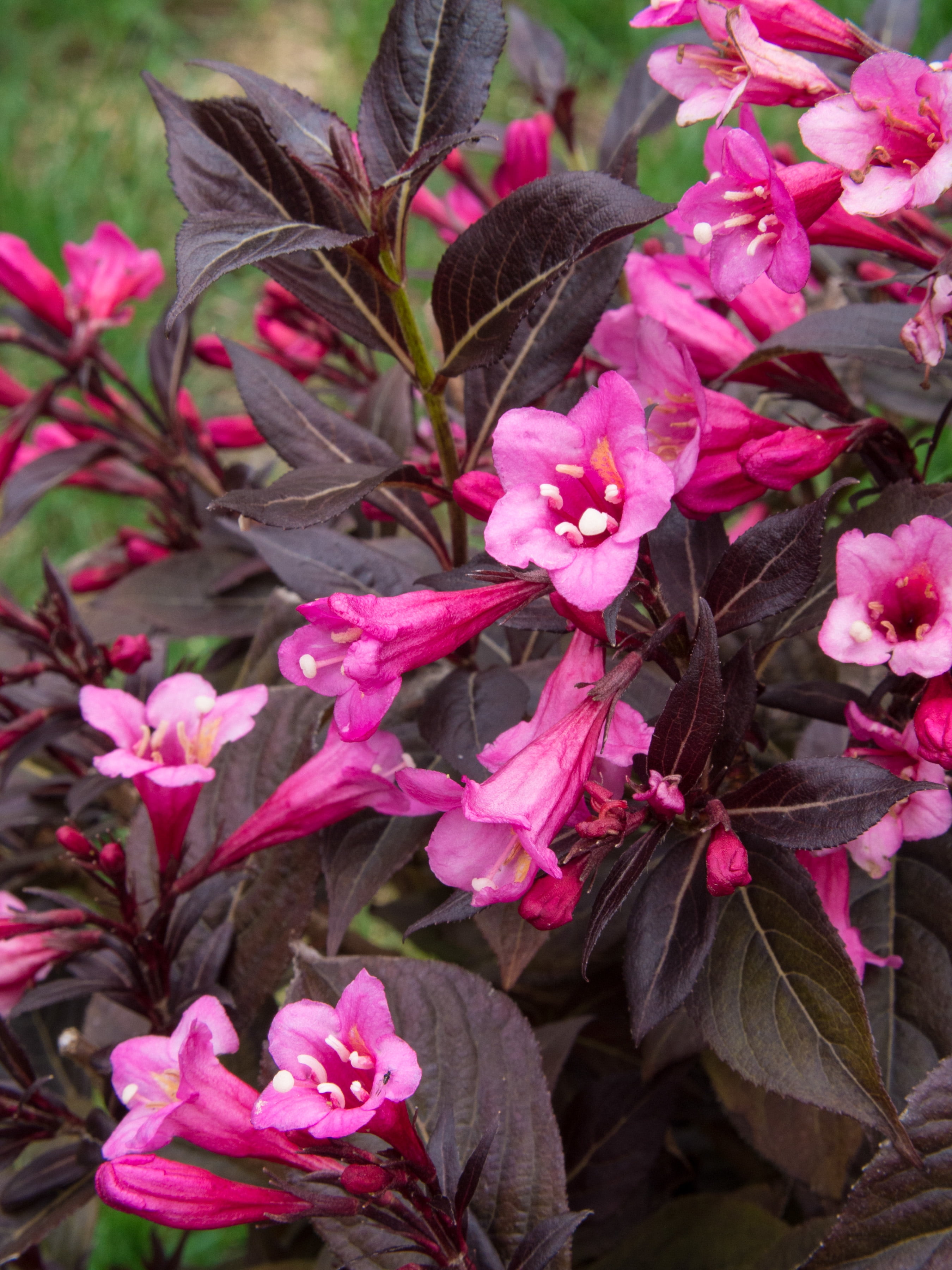Jumbo Pint Stunner Weigela Live Shrub, Vivid Pink Flowers