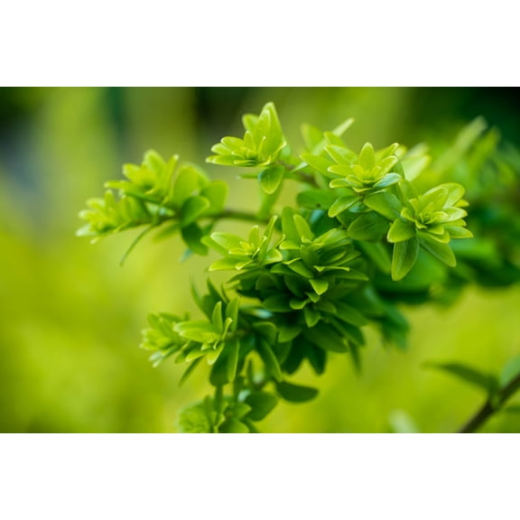 Jumbo Pint Thunderbolt Box Honeysuckle (Lonicera) Live Evergreen Shrub