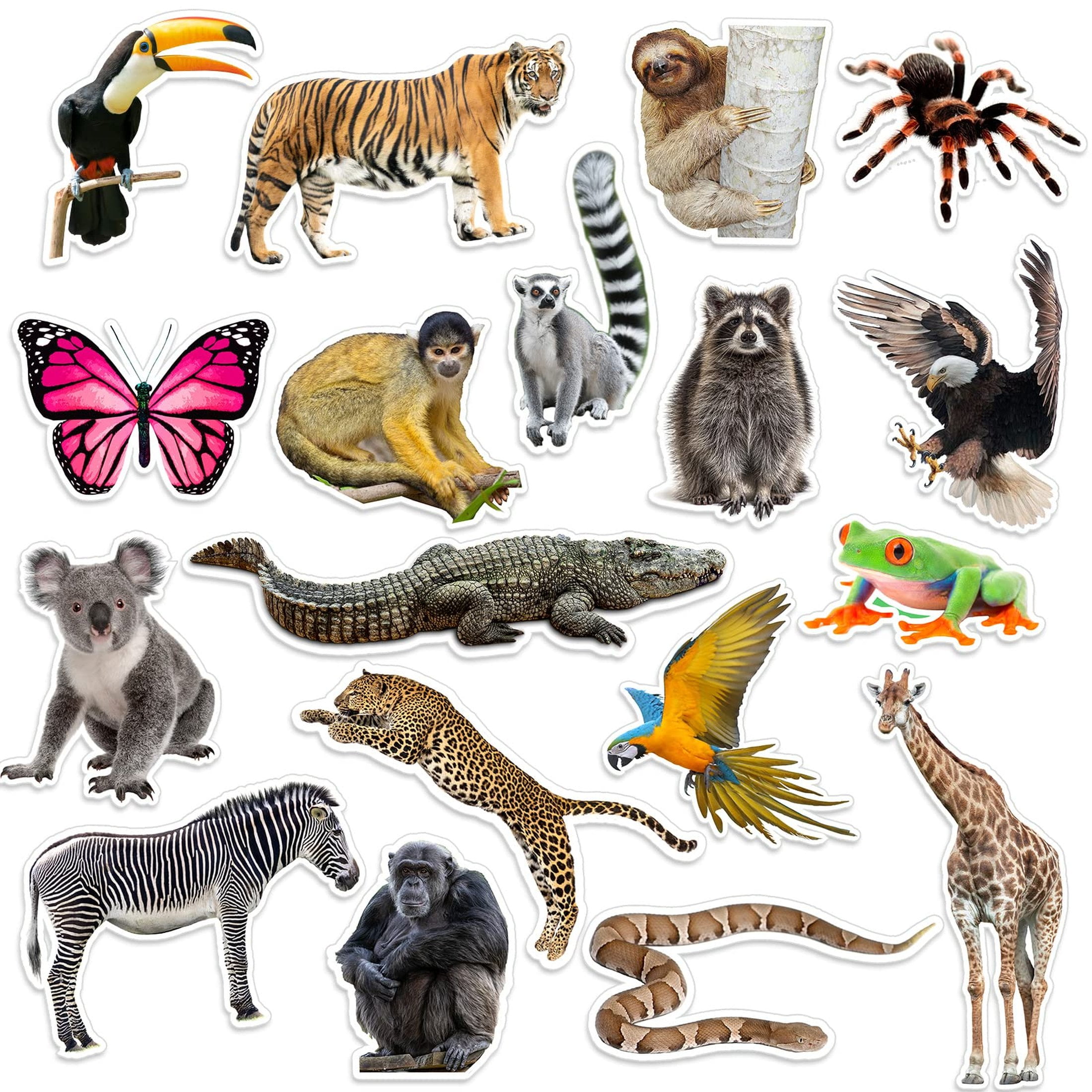 Jumbo Rainforest Safari Cutouts for Kids - 36 Realistic Decorations for ...
