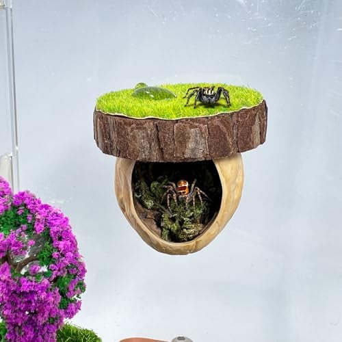 Jumping Spider Hideout, Magnetic Jumping Spider Hiding Habitat, Spider ...