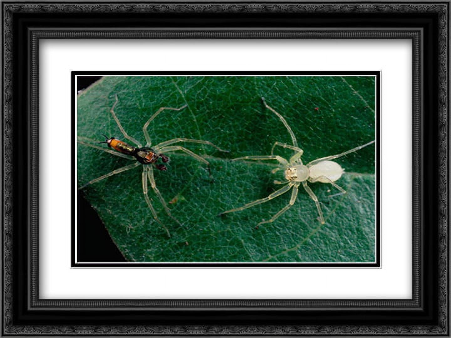 Jumping Spider colorful male and pale female courting, Sri Lanka 2x Matted 24x18 Black Ornate Framed Art Print by Moffett, Mark