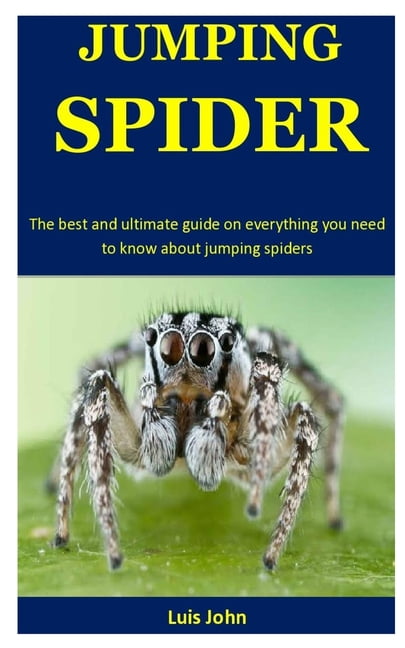 All You Need to Know About Spiders