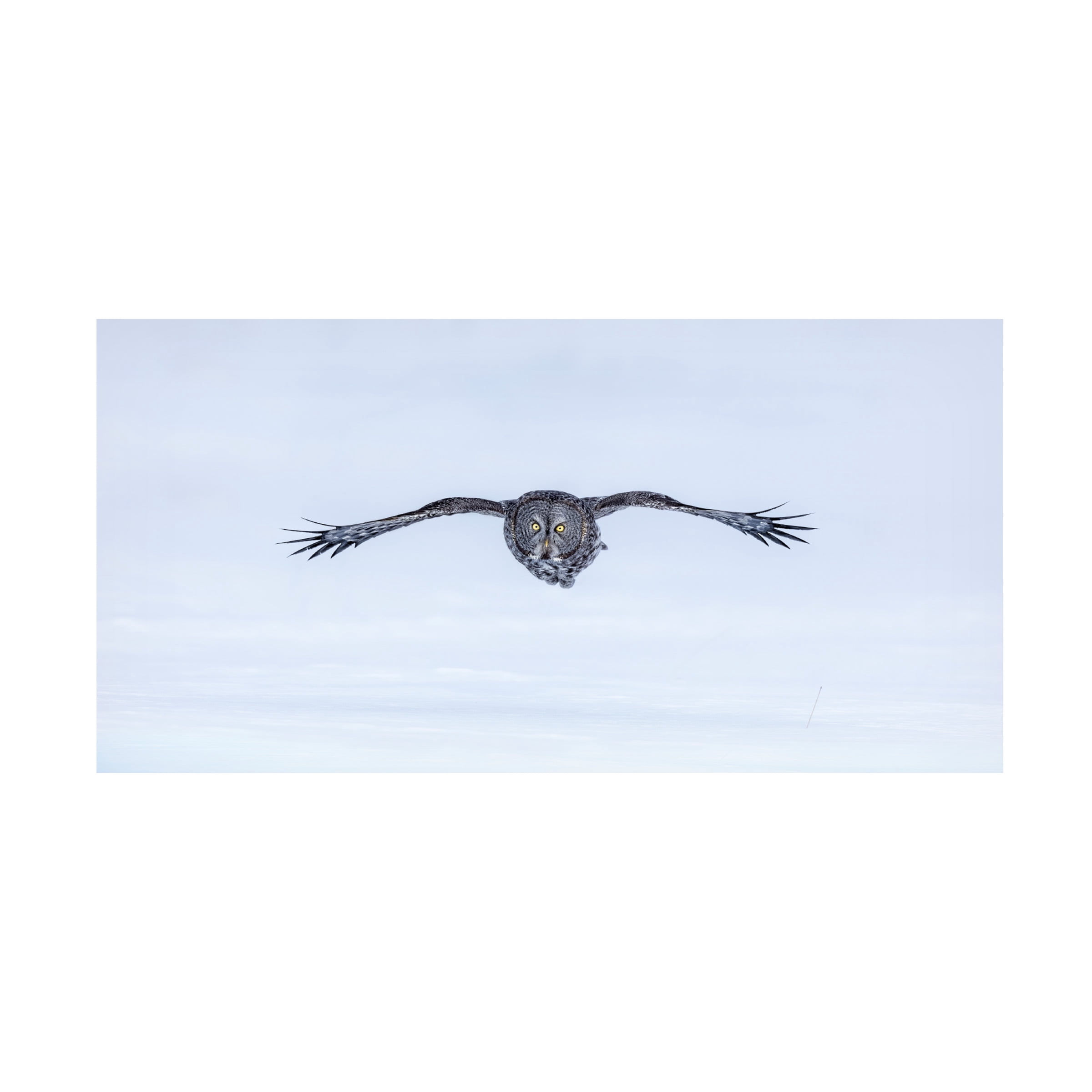 Jun Zuo 'Great Grey Owl In Flight' Canvas Art