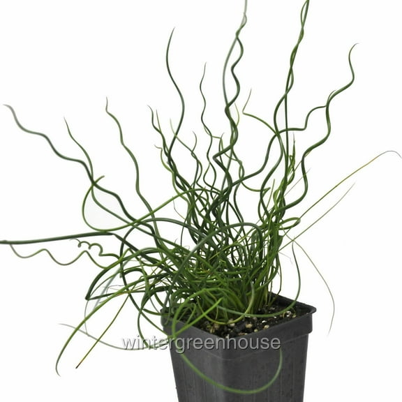 Juncus Effusus Spiralis, Corkscrew Rush - Pot Size: 3" (2.6x3.5") - House Plants