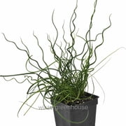 Juncus Effusus Spiralis, Corkscrew Rush - Pot Size 3" 2.6x3.5" - House Plants