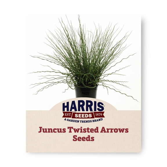 Juncus Seeds - Twisted Arrows Multi-Pelleted Variety Juncus Seeds - Non-GMO - 50 Seeds