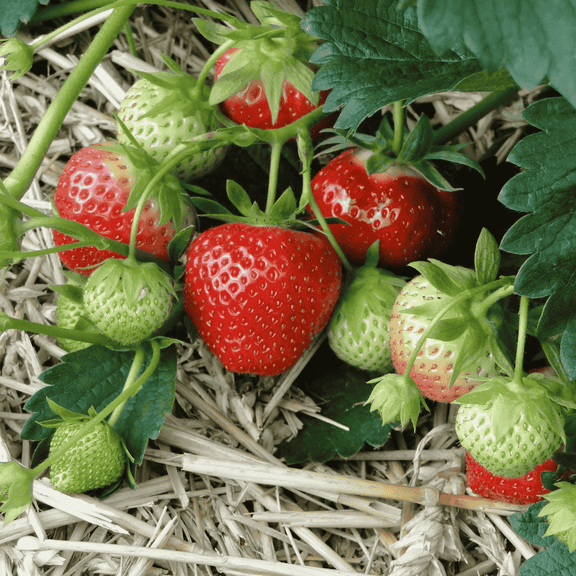June-Bearing Strawberry Roots Bare Root Plants | Sweet, Large & Firm Berries | High Yield | Disease Resistant & Cold Hardy | Non-GMO, Ideal for Gardens & Containers