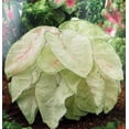 thumbnail image 1 of June Bride Caladium - 3 Bulbs - Fancy leaf, 1 of 4