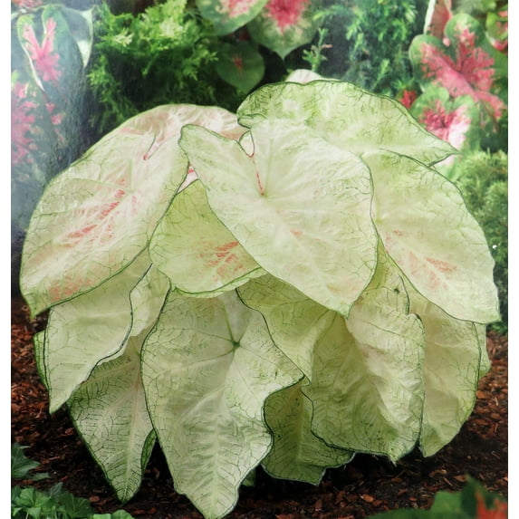 June Bride Caladium - 3 Bulbs - Fancy leaf