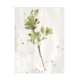 thumbnail image 1 of June Erica Vess 'Antique Earthtone Herbs I' Canvas Art, 1 of 3