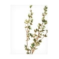 thumbnail image 1 of June Erica Vess 'Earthtone Herbs II' Canvas Art, 1 of 3