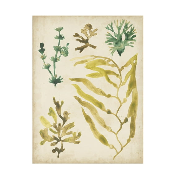 June Erica Vess 'Vintage Sea Fronds IV' Canvas Art