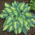 thumbnail image 1 of June Hosta Live Plants, 1 of 5