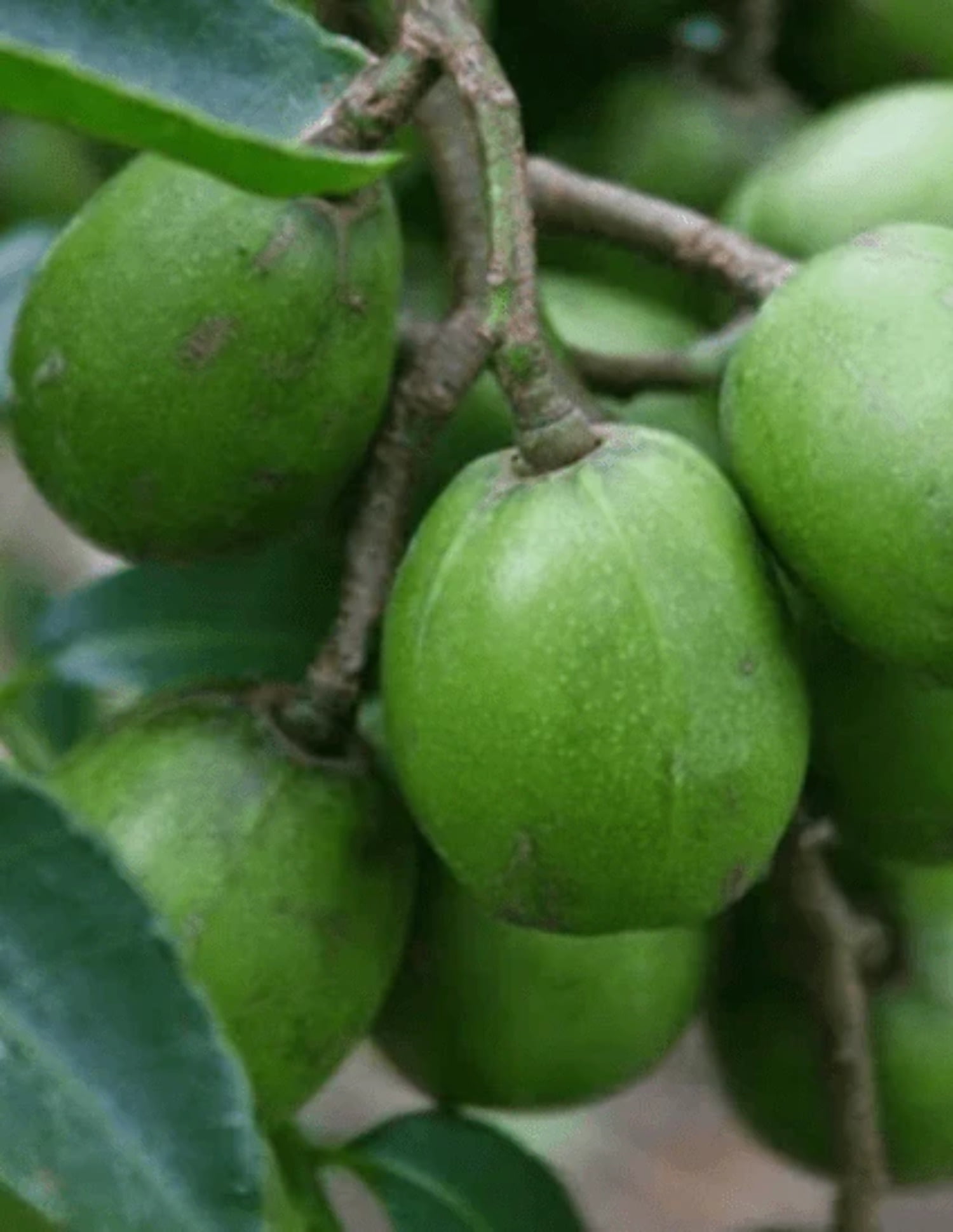 LIVE June Plum Tree Seedling XL Jumbo Size, 1824 Inches Tall