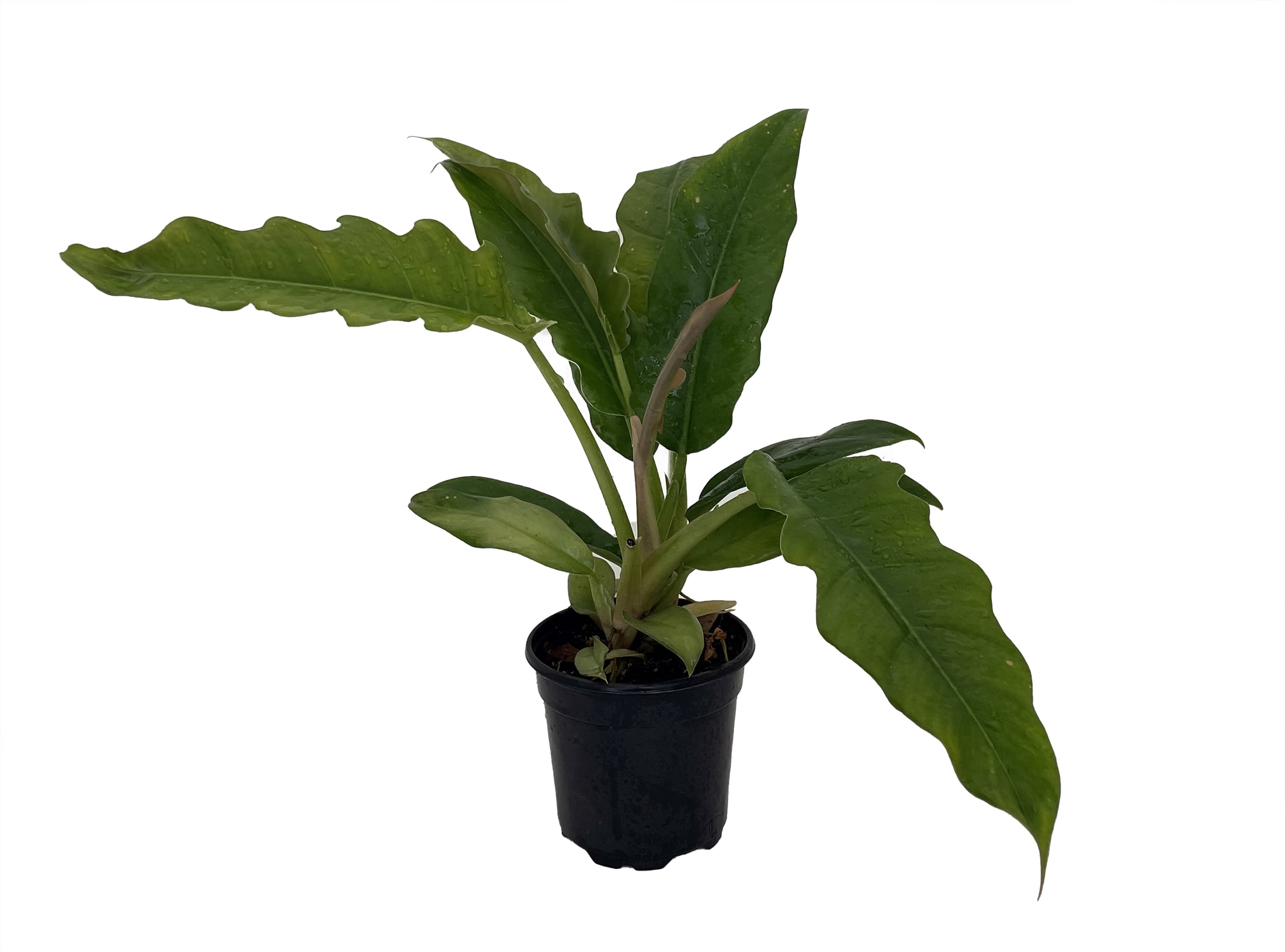 black lace elderberry plant Sambucus Nigra 'Black Lace '