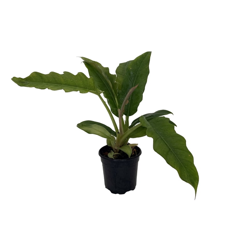 Jungle Boogie Philodendron Indoor Houseplant - 4"" Pot Easy to Grow" -  Walmart.com