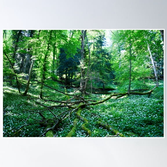 Jungle Switzerland / Swiss Artwork Photography Poster Wall Art, Modern Wall Decor, 8x12 UNFRAMED