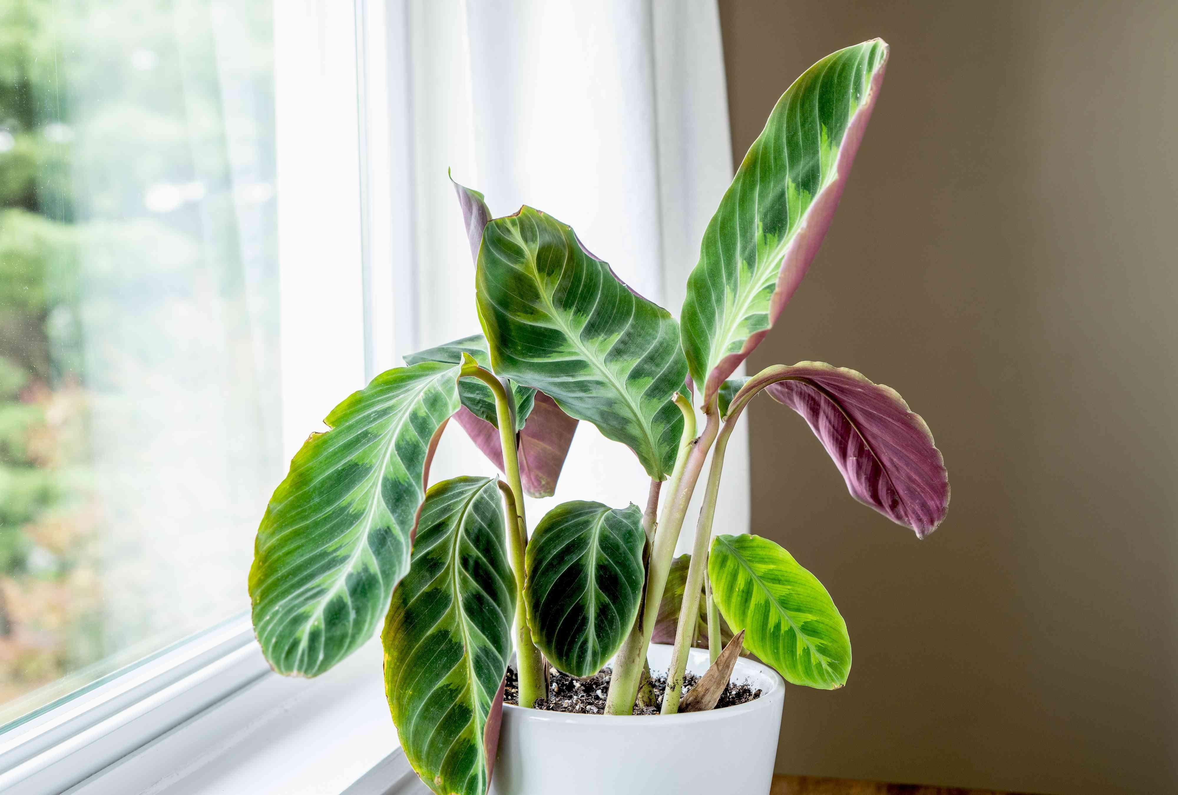 2025SS　VACHEMENT　ヴァシュモン　リサイクルシェルタフタ Jungle Velvet Prayer Plant-Calathea warscewiczii-Perfect for