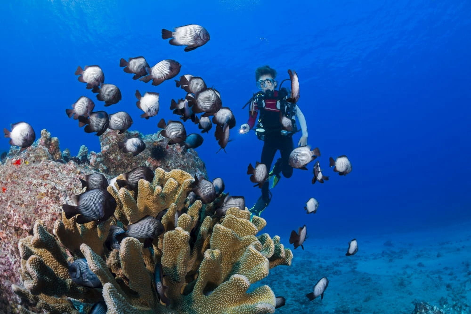 Junior certified scuba diver and Hawaiian domino damselfish (Dascyllus albisella) endemic to Hawaii Maui Hawaii United States of America Canvas Art - Dave Fleetham Design Pics (19 x 12)