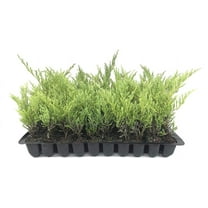 Juniper Andorra Compacta - 20 Live Plants - Juniperus Horizontalis - Drought Tolerant Cold Hardy Evergreen Ground Cover