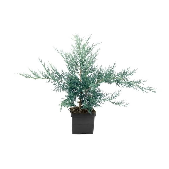 Juniper Angelica Blue 1 Live 4 Inch Pot Juniperus chinensis Angelica Blue Evergreen Ground Cover Plants Drought-Tolerant Landscaping Shrub