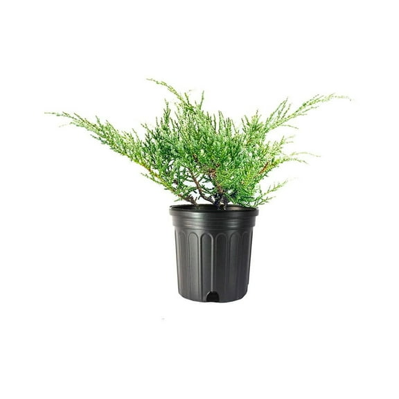 Juniper Angelica Blue - 3 Live Gallon Size Plants - Juniperus Chinensis - Drought Tolerant Evergreen Cold Hardy Shrub