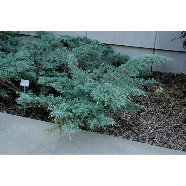 Juniper Angelica Blue Large Live Gallon Size Plants Juniperus Chinensis 5858