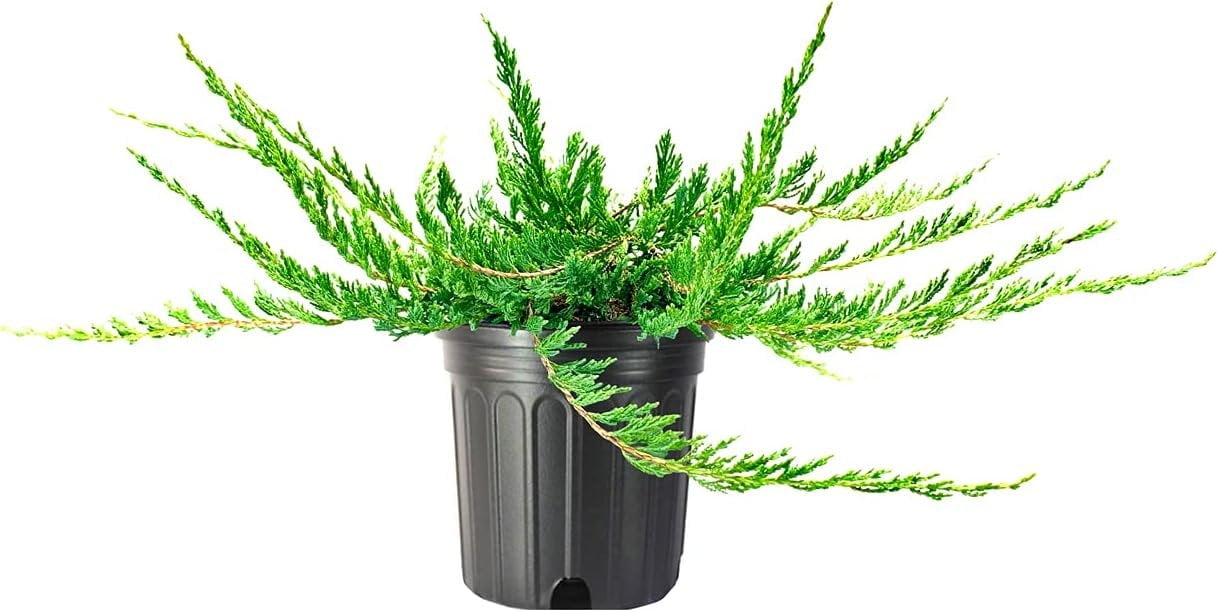 Juniper Bar Harbor 2 Live Gallon Size Plants Juniperus Horizontalis